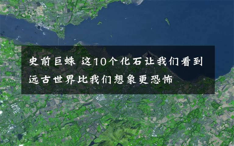 史前巨蛛 这10个化石让我们看到远古世界比我们想象更恐怖