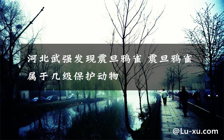 河北武强发现震旦鸦雀 震旦鸦雀属于几级保护动物文章配图