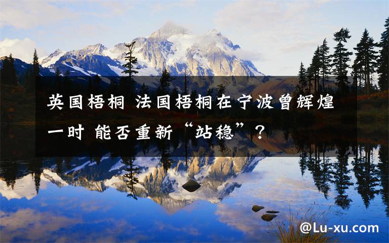 英国梧桐 法国梧桐在宁波曾辉煌一时 能否重新“站稳”？