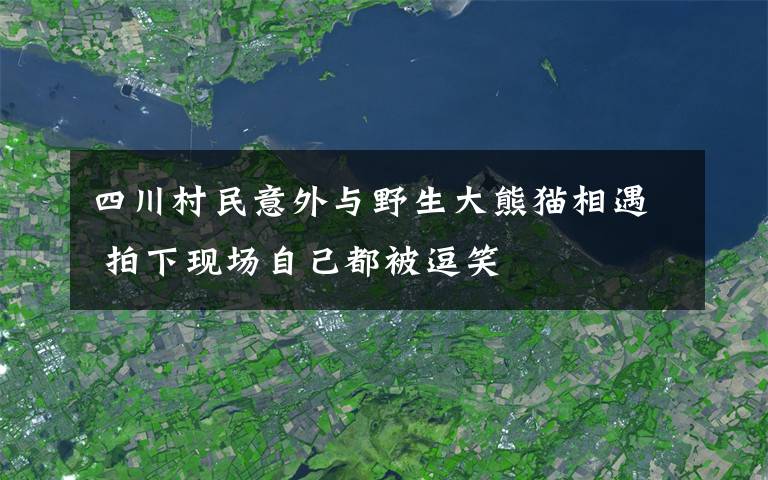 四川村民意外与野生大熊猫相遇 拍下现场自己都被逗笑