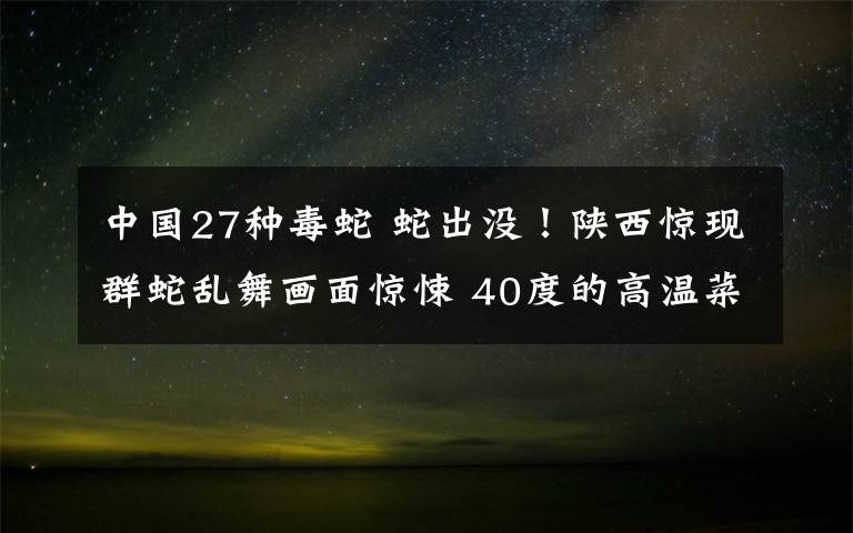 中国27种毒蛇 蛇出没！陕西惊现群蛇乱舞画面惊悚 40度的高温菜棚竟有27条蛇