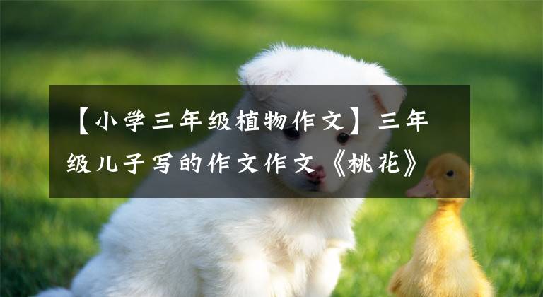 【小学三年级植物作文】三年级儿子写的作文作文《桃花》，没有吓到你文章配图
