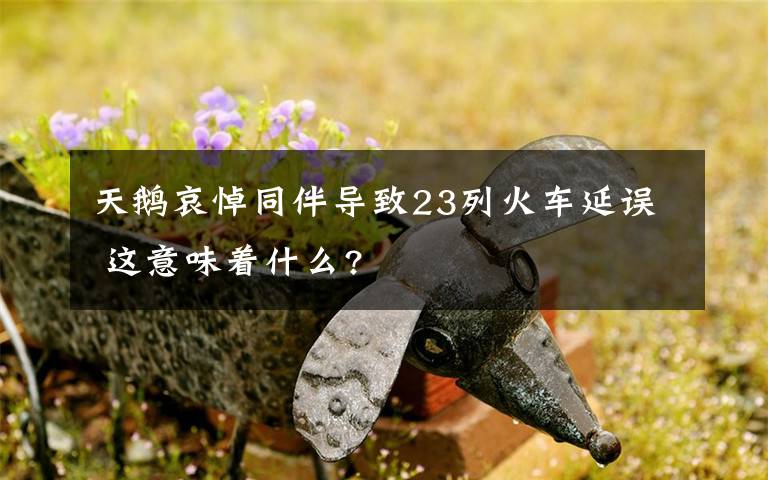 天鹅哀悼同伴导致23列火车延误 这意味着什么?