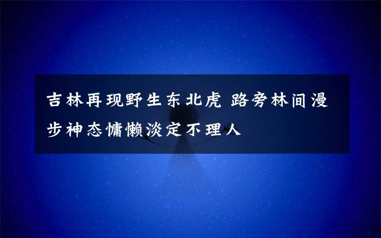 吉林再现野生东北虎 路旁林间漫步神态慵懒淡定不理人