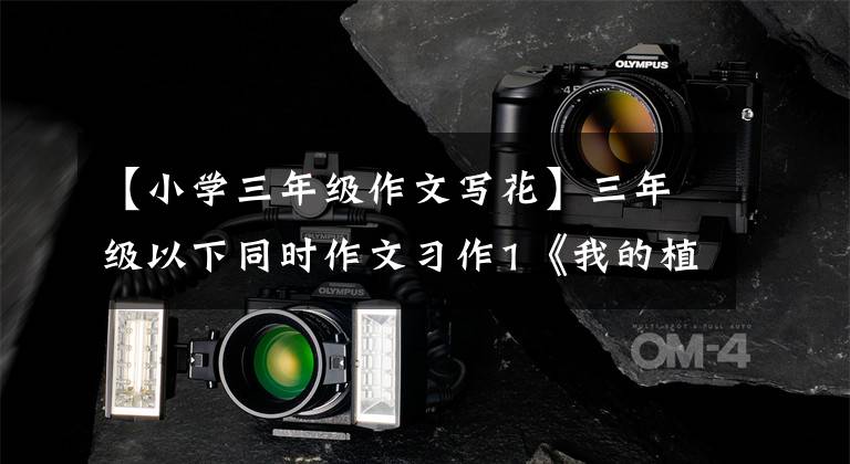 【小学三年级作文写花】三年级以下同时作文习作1《我的植物朋友》文章配图