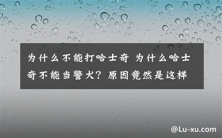 为什么不能打哈士奇 为什么哈士奇不能当警犬？原因竟然是这样的...