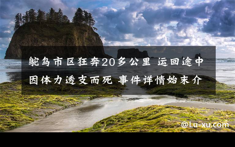 鸵鸟市区狂奔20多公里 运回途中因体力透支而死 事件详情始末介绍！