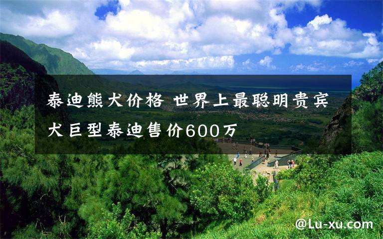 泰迪熊犬价格 世界上最聪明贵宾犬巨型泰迪售价600万