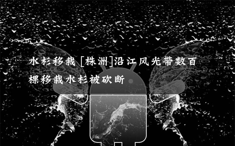 水杉移栽 [株洲]沿江风光带数百棵移栽水杉被砍断