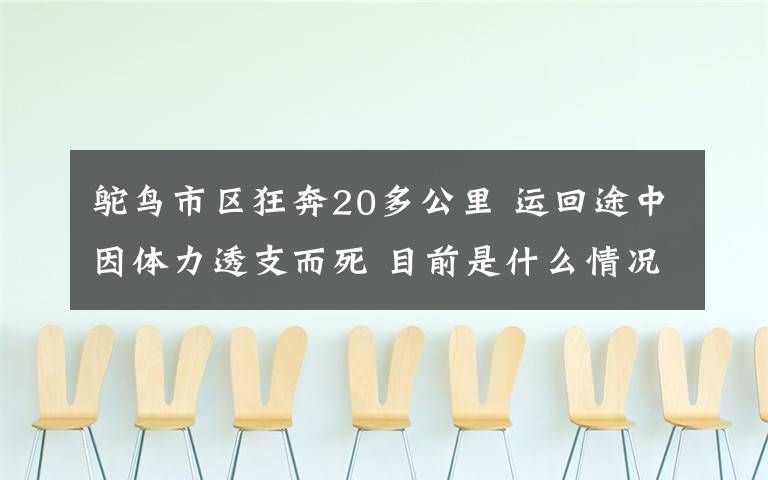 鸵鸟市区狂奔20多公里 运回途中因体力透支而死 目前是什么情况？