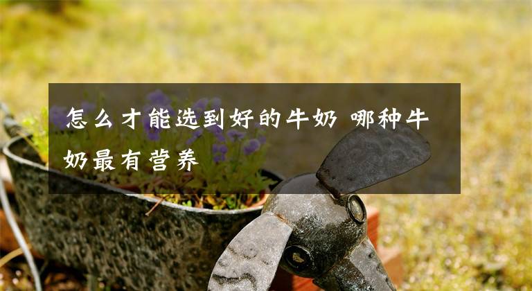 怎么才能选到好的牛奶 哪种牛奶最有营养文章配图