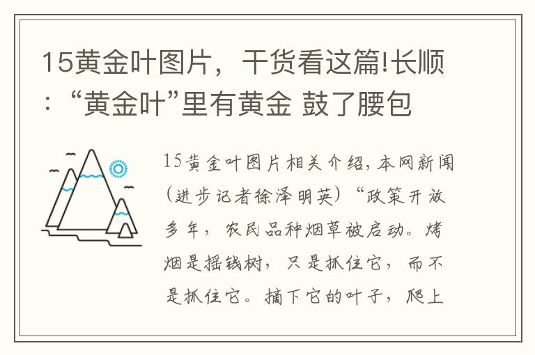 15黄金叶图片，干货看这篇!长顺：“黄金叶”里有黄金 鼓了腰包富了民