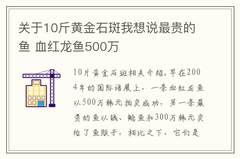 关于10斤黄金石斑我想说最贵的鱼 血红龙鱼500万