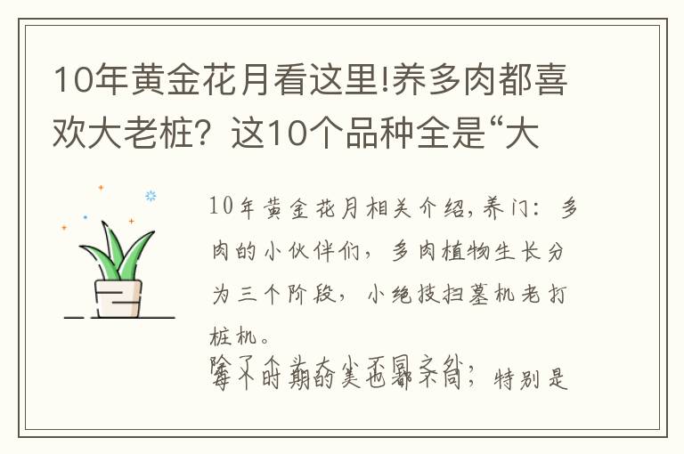 10年黄金花月看这里!养多肉都喜欢大老桩？这10个品种全是“大粗腿”，越养越好看！