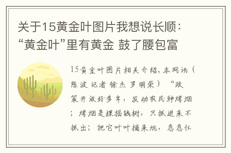 关于15黄金叶图片我想说长顺：“黄金叶”里有黄金 鼓了腰包富了民