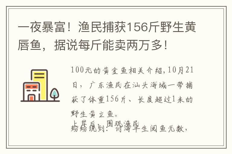 一夜暴富！渔民捕获156斤野生黄唇鱼，据说每斤能卖两万多！