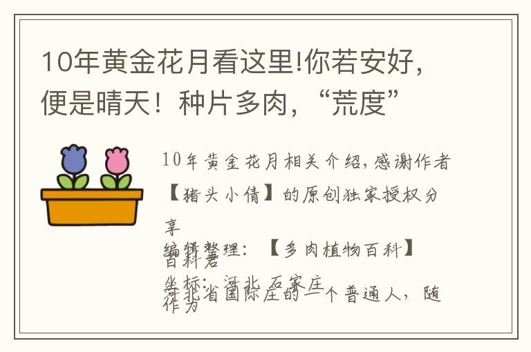 10年黄金花月看这里!你若安好，便是晴天！种片多肉，“荒度”余生