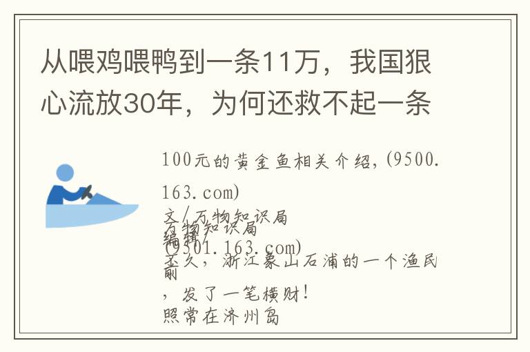 从喂鸡喂鸭到一条11万，我国狠心流放30年，为何还救不起一条鱼？