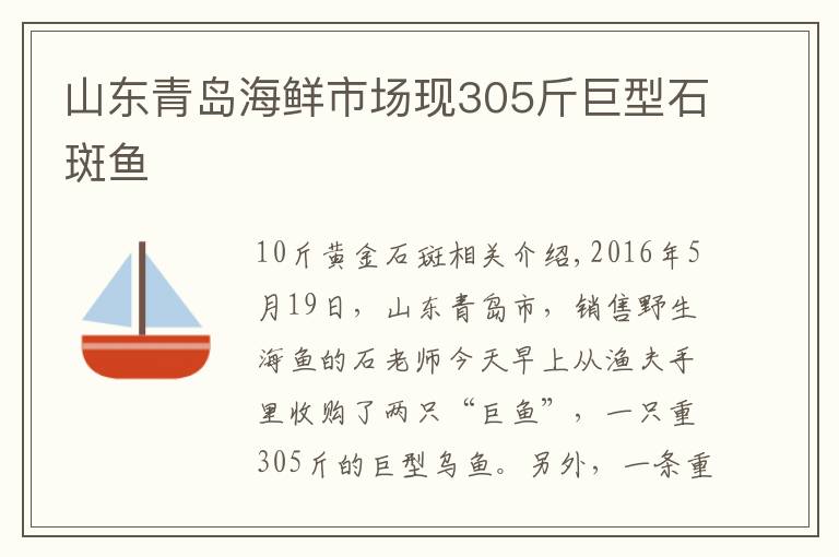 山东青岛海鲜市场现305斤巨型石斑鱼