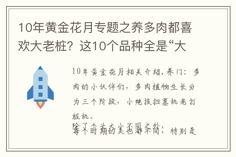 10年黄金花月专题之养多肉都喜欢大老桩？这10个品种全是“大粗腿”，越养越好看！