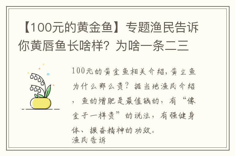 【100元的黄金鱼】专题渔民告诉你黄唇鱼长啥样？为啥一条二三百万那么贵？科普建议收藏