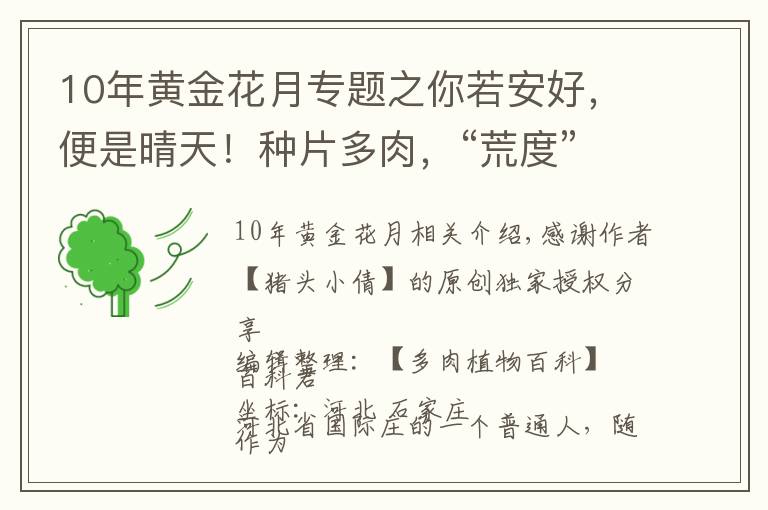 10年黄金花月专题之你若安好，便是晴天！种片多肉，“荒度”余生