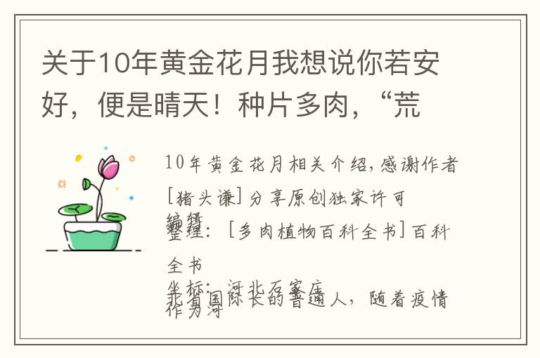 关于10年黄金花月我想说你若安好，便是晴天！种片多肉，“荒度”余生