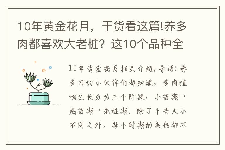 10年黄金花月，干货看这篇!养多肉都喜欢大老桩？这10个品种全是“大粗腿”，越养越好看！