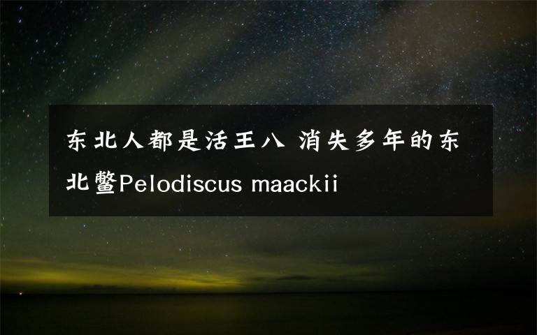 东北人都是活王八 消失多年的东北鳖Pelodiscus maackii