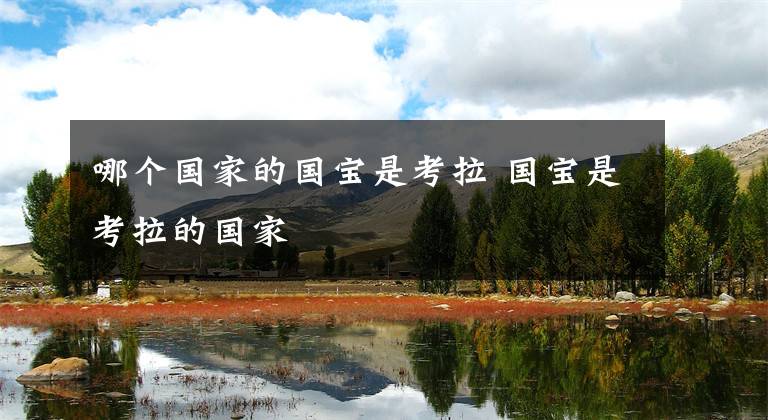 哪个国家的国宝是考拉 国宝是考拉的国家文章配图