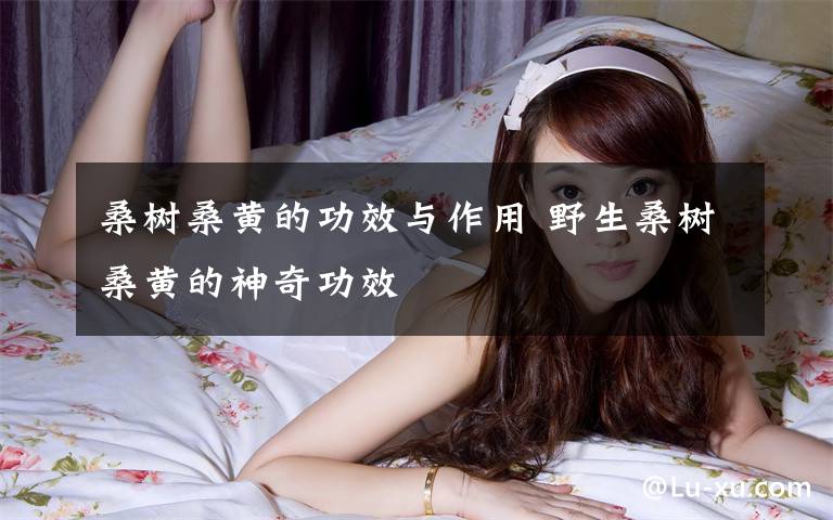 桑树桑黄的功效与作用 野生桑树桑黄的神奇功效文章配图