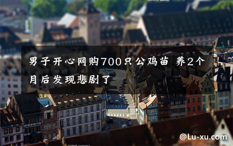 男子开心网购700只公鸡苗 养2个月后发现悲剧了文章配图