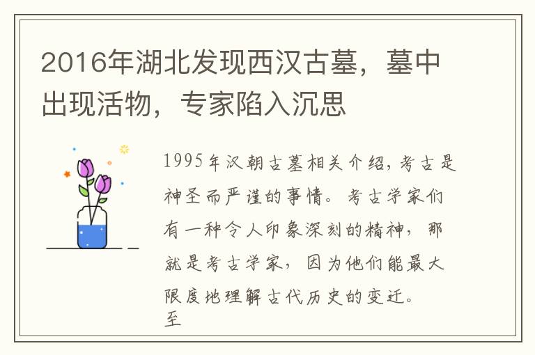 2016年湖北发现西汉古墓，墓中出现活物，专家陷入沉思文章配图