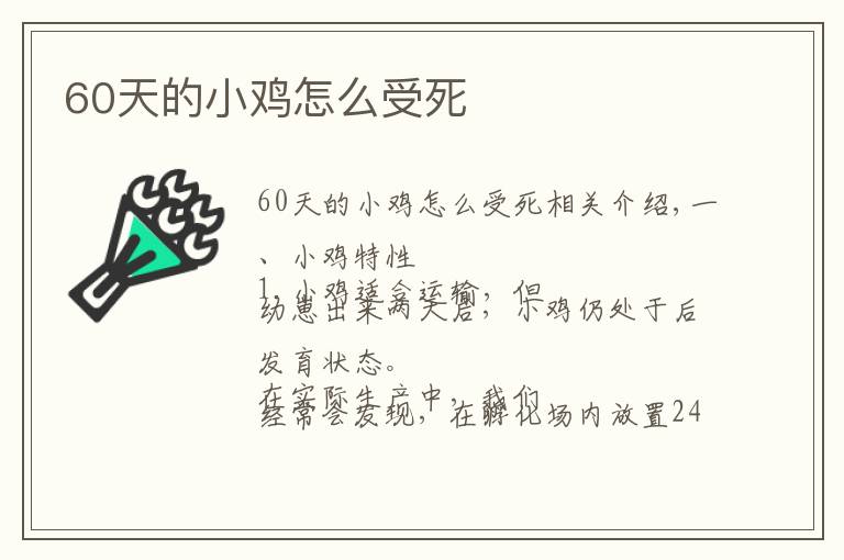 60天的小鸡怎么受死