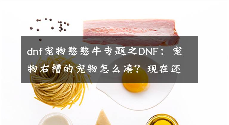 dnf宠物憨憨牛专题之DNF：宠物右槽的宠物怎么凑？现在还有哪些途径可以获取宠物呢？