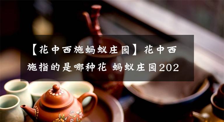 【花中西施蚂蚁庄园】花中西施指的是哪种花 蚂蚁庄园2020年12月26日答案今天答案