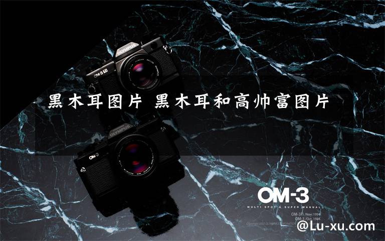 黑木耳图片 黑木耳和高帅富图片文章配图