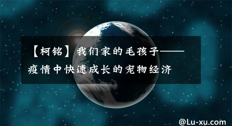 【柯铭】我们家的毛孩子——疫情中快速成长的宠物经济文章配图