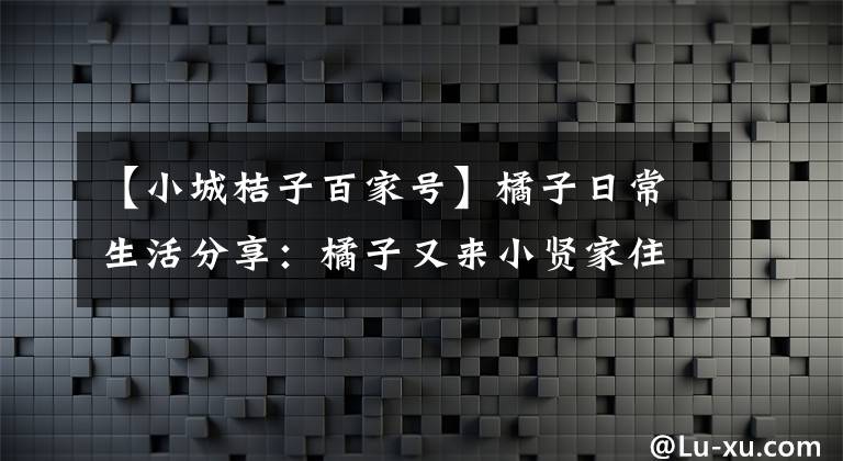 【小城桔子百家号】橘子日常生活分享：橘子又来小贤家住，小贤坚决不住一个屋