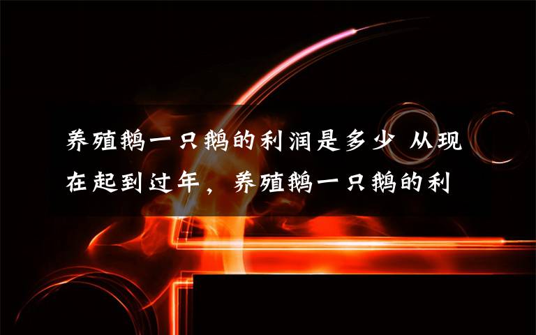 养殖鹅一只鹅的利润是多少 从现在起到过年，养殖鹅一只鹅的利润是多少？没有比这更详细了