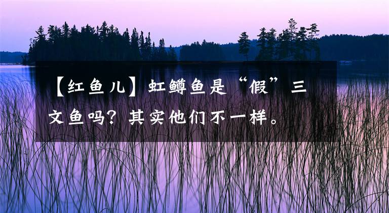 【红鱼儿】虹鳟鱼是“假”三文鱼吗？其实他们不一样。