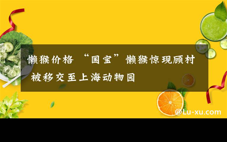 懒猴价格 “国宝”懒猴惊现顾村 被移交至上海动物园