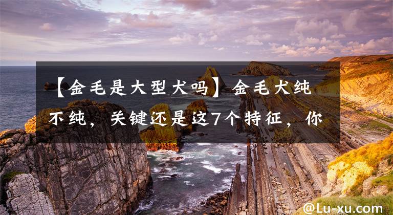 【金毛是大型犬吗】金毛犬纯不纯，关键还是这7个特征，你可能买到“假狗”了