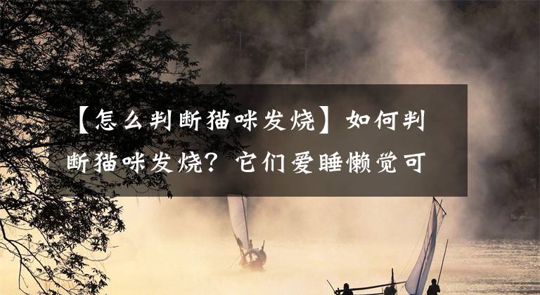 【怎么判断猫咪发烧】如何判断猫咪发烧？它们爱睡懒觉可能是生病啦！文章配图