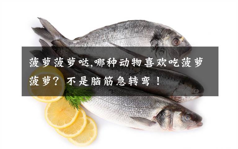 菠萝菠萝哒,哪种动物喜欢吃菠萝菠萝？不是脑筋急转弯！文章配图