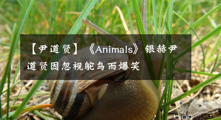 【尹道贤】《Animals》银赫尹道贤因忽视鸵鸟而爆笑