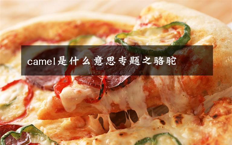 camel是什么意思专题之骆驼文章配图