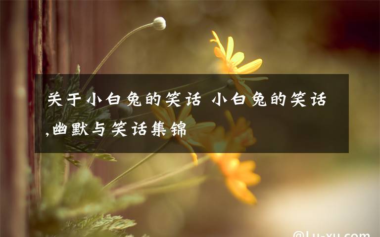 关于小白兔的笑话 小白兔的笑话,幽默与笑话集锦文章配图