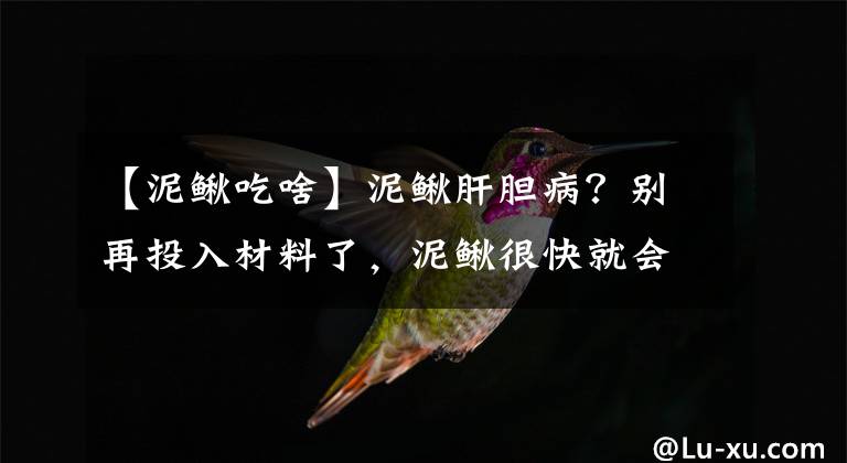 【泥鳅吃啥】泥鳅肝胆病？别再投入材料了，泥鳅很快就会撑死的。文章配图