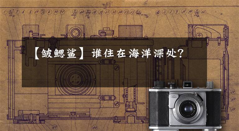 【皱鳃鲨】谁住在海洋深处？文章配图